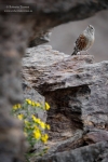 Acentor alpino (V)