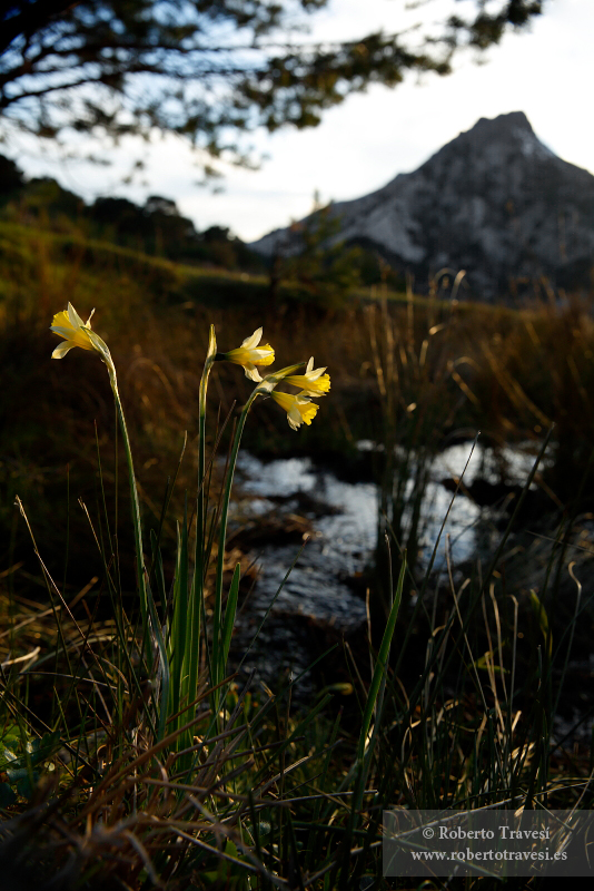 Narciso de Sierra Nevada (III)