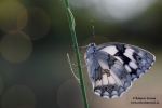 Melanargia lachesis