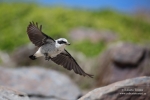 El vuelo de la collalba