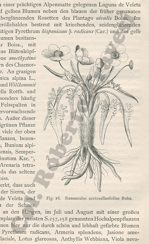 Ranunculus acetosellaefolius