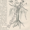 Ranunculus acetosellaefolius