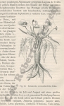 Ranunculus acetosellaefolius