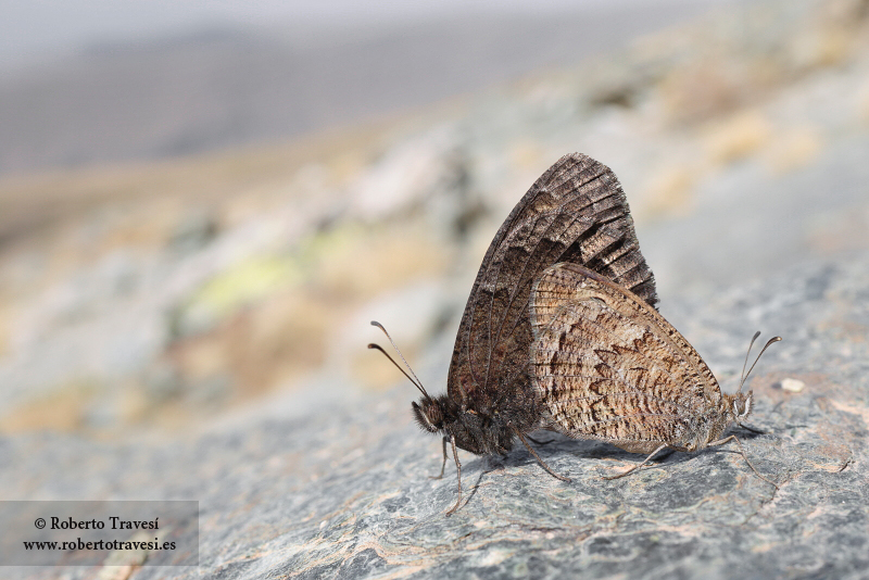 Satyrus actaea subsp. nevadensis
