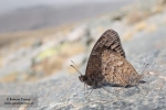 Satyrus actaea subsp. nevadensis