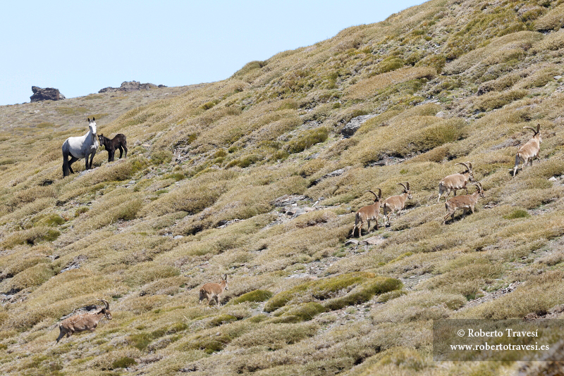 Habitantes del piornal