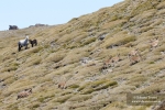 Habitantes del piornal