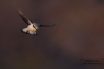 El último vuelo