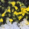Nieve primaveral