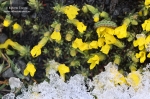 Nieve primaveral