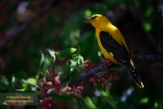 Amarillo, rojo y verde