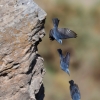La flecha azul