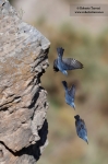 La flecha azul