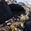 Androsace vitaliana subsp. nevadensis