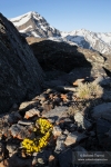 Androsace vitaliana subsp. nevadensis