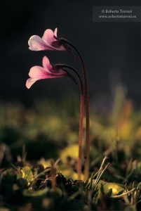 Pinguicula nevadensis