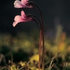 Pinguicula nevadensis