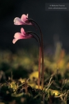 Pinguicula nevadensis