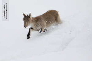Tras la gran nevada