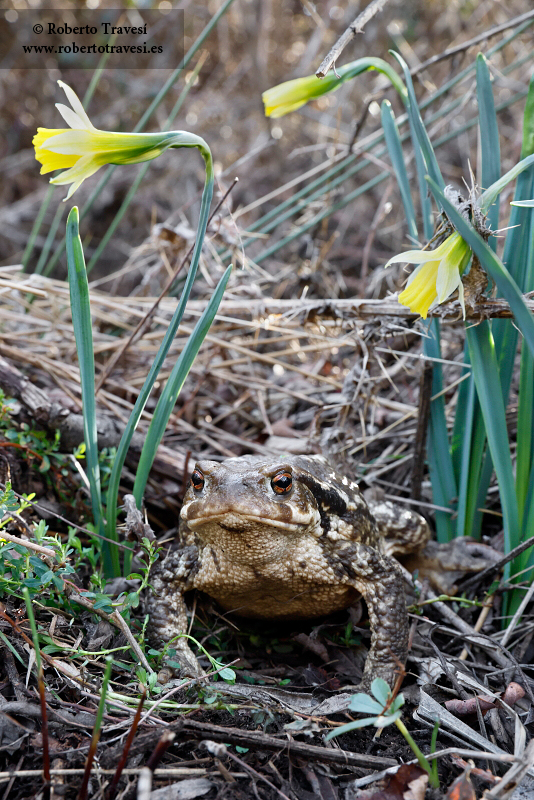 Entre narcisos