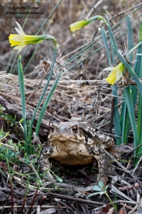Entre narcisos