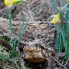 Entre narcisos