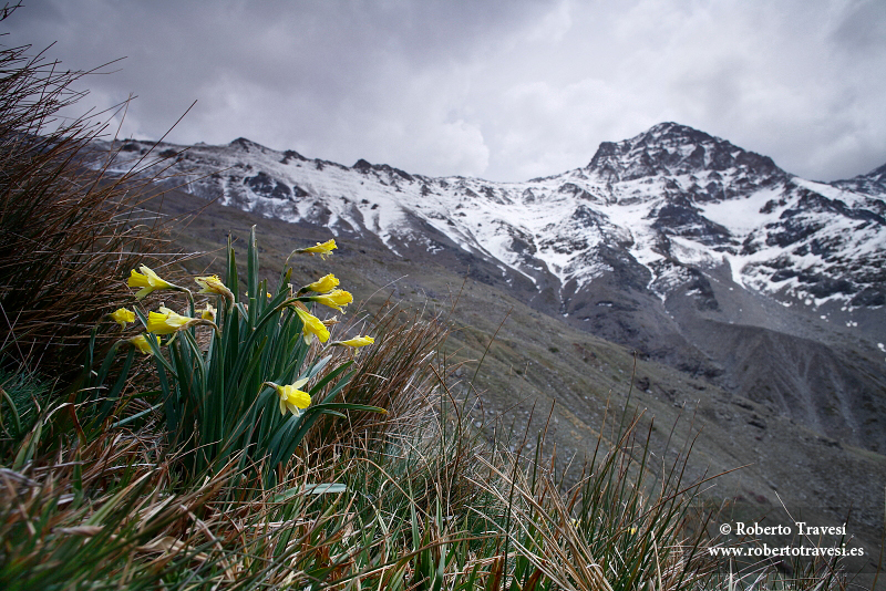 Narciso de Sierra Nevada (IV)