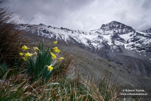 Narciso de Sierra Nevada (IV)