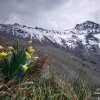 Narciso de Sierra Nevada (IV)