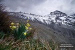 Narciso de Sierra Nevada (IV)