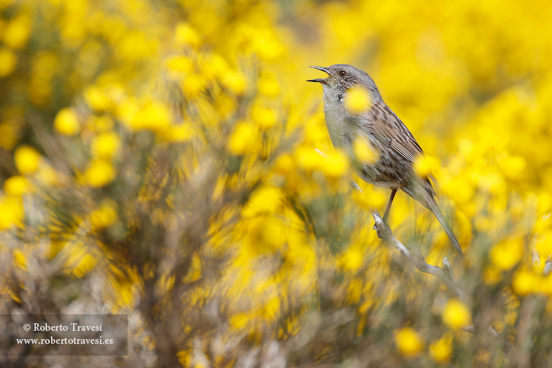 Primavera en el piornal