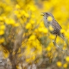 Primavera en el piornal