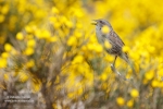 Primavera en el piornal