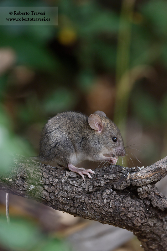 Ratón de campo (II)