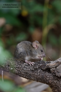 Ratón de campo (II)