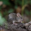 Ratón de campo (II)