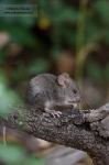 Ratón de campo (II)