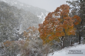 Nieves otoñales