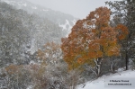 Nieves otoñales