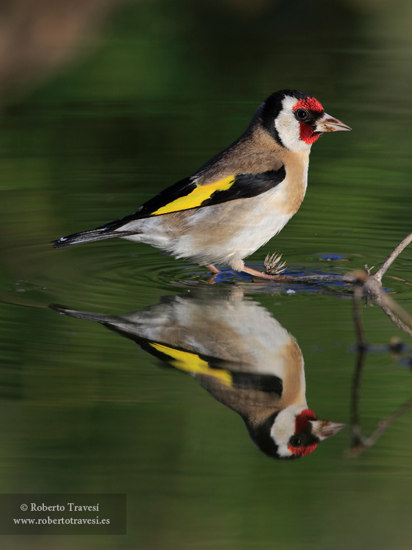 Reflejo (II)