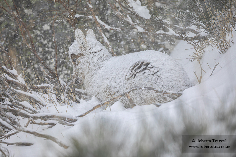 Días de invierno (III)