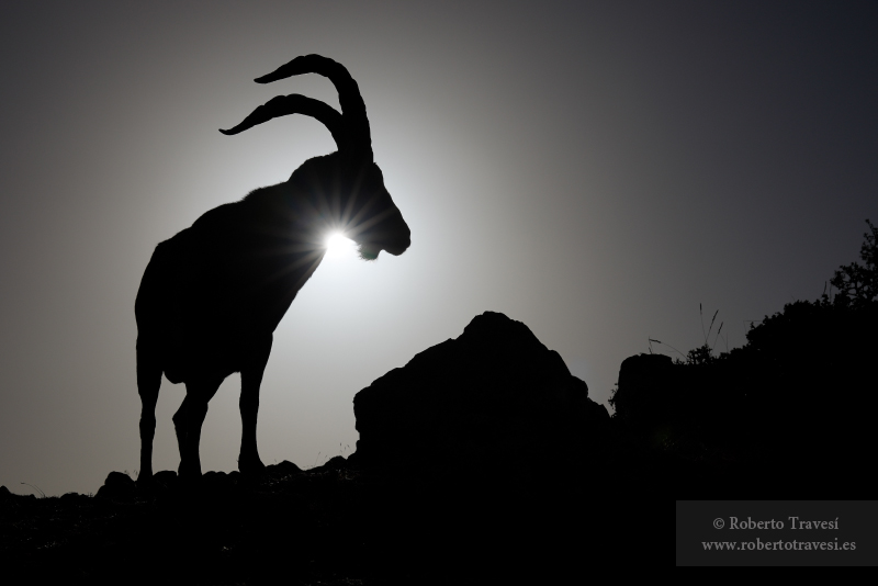 El rey de la Baja Montaña