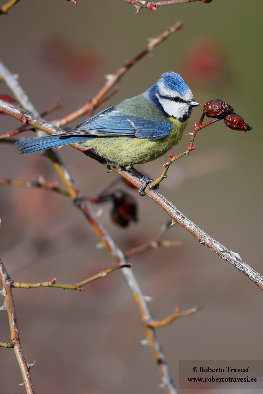 La proximidad de la primavera