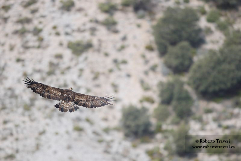 De caza por Los Alayos