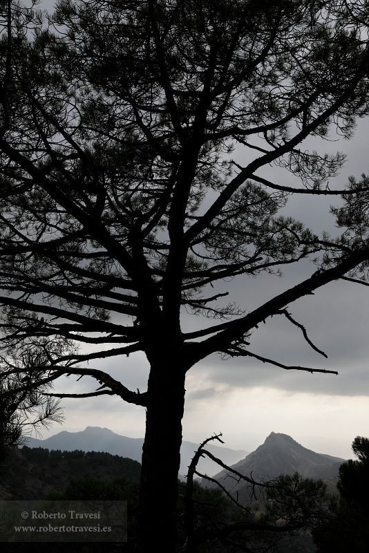 Contraluz en la Baja Montaña (II)