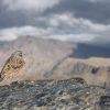 La vida en las cumbres (II)